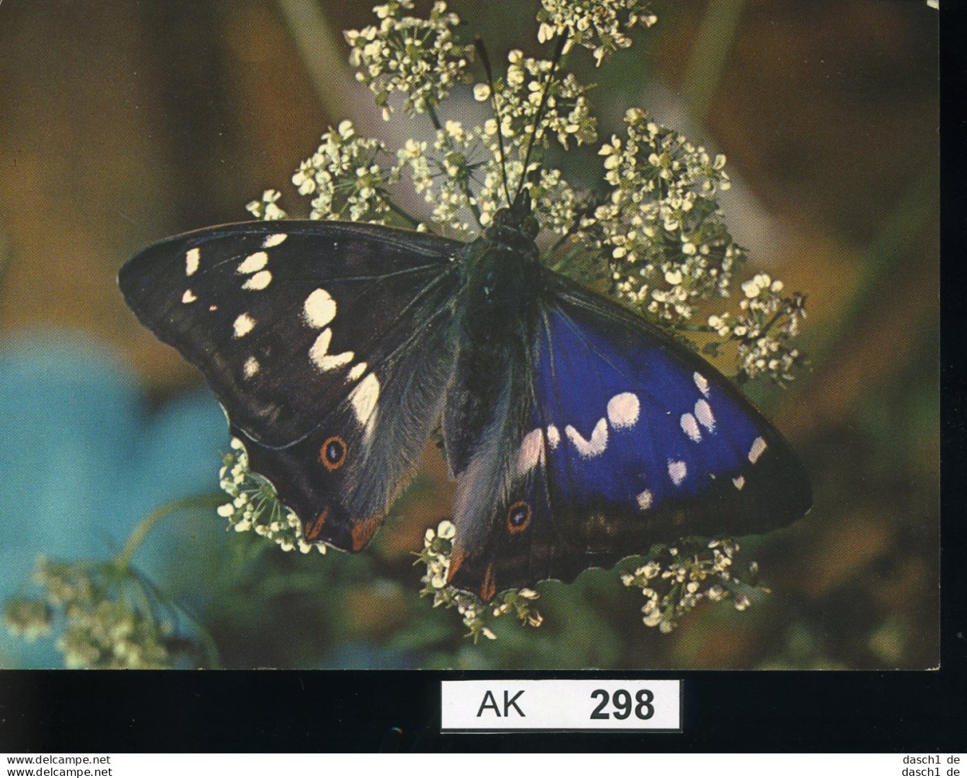AK298, AK Nicht Gelaufen, Ecke Angestoßen, Schmetterling, Blauschiller - Vlinders