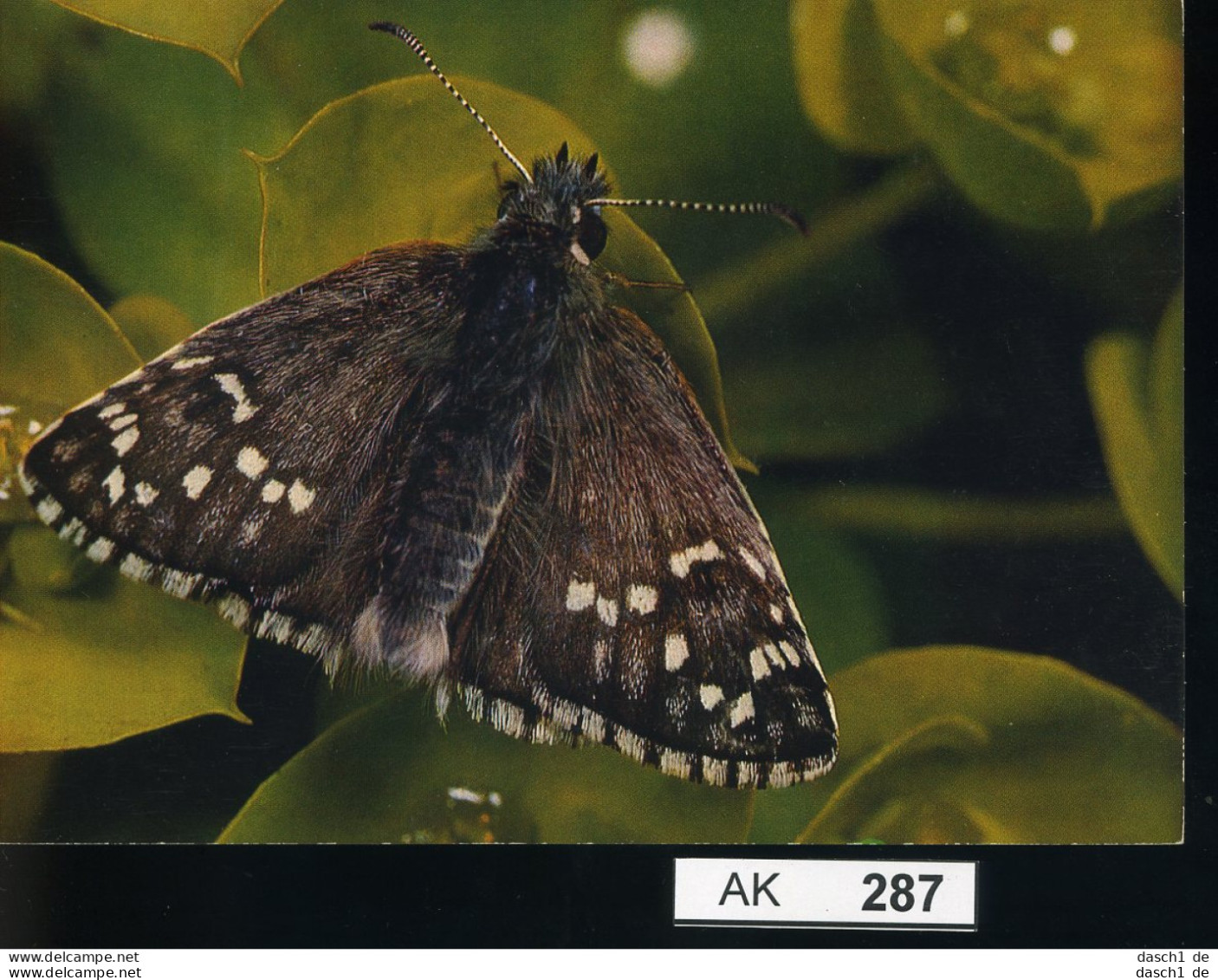 AK287, AK Nicht Gelaufen, Ecke Angestoßen, Schmetterling, Dickkopffalter - Papillons