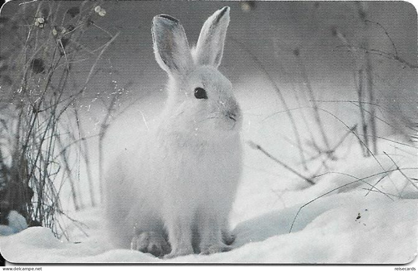 Germany: Telekom PD 13 02 Arktische Tierwelt - Schneeschuhhase - P & PD-Series: Schalterkarten Der Dt. Telekom