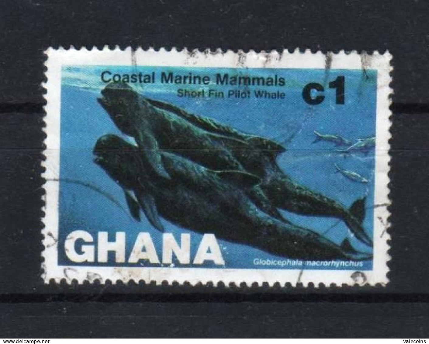 GHANA AFRICA - 1983 - Globicepahala Sp. - Marine Mammals - Used Stamp     MyRef:N - Ghana (1957-...)