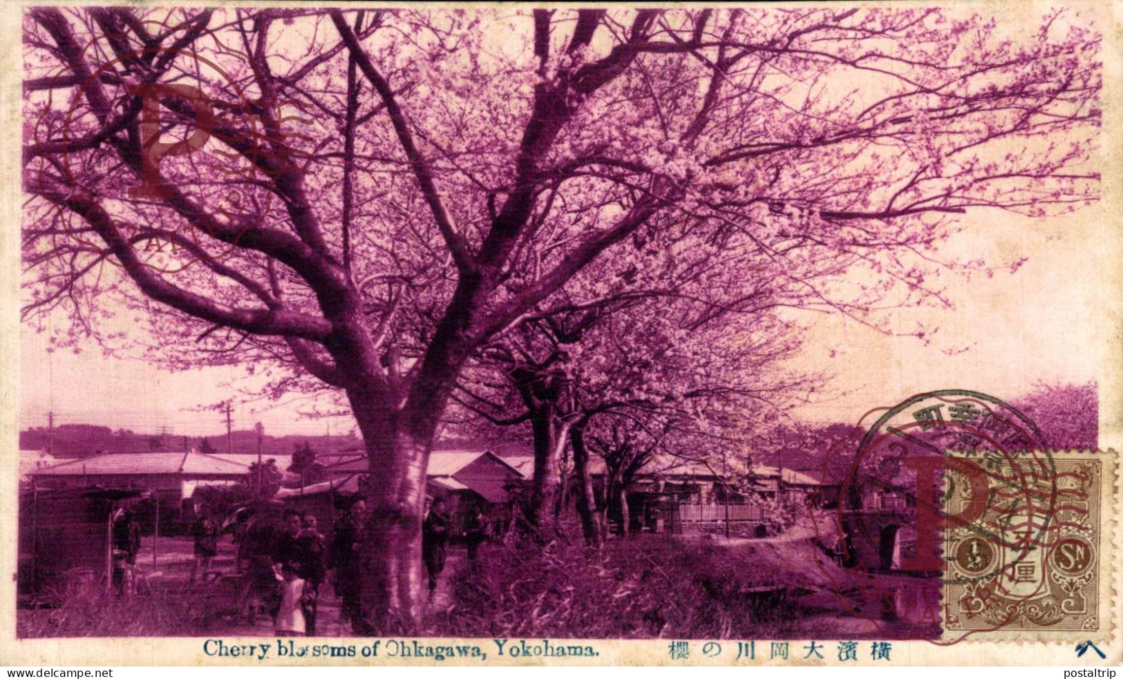 JAPON / JAPAN. CHERRY BLOSSSOMS OF OHKAGAWA. YOKOHAMA. PINK. ROSA. - Yokohama