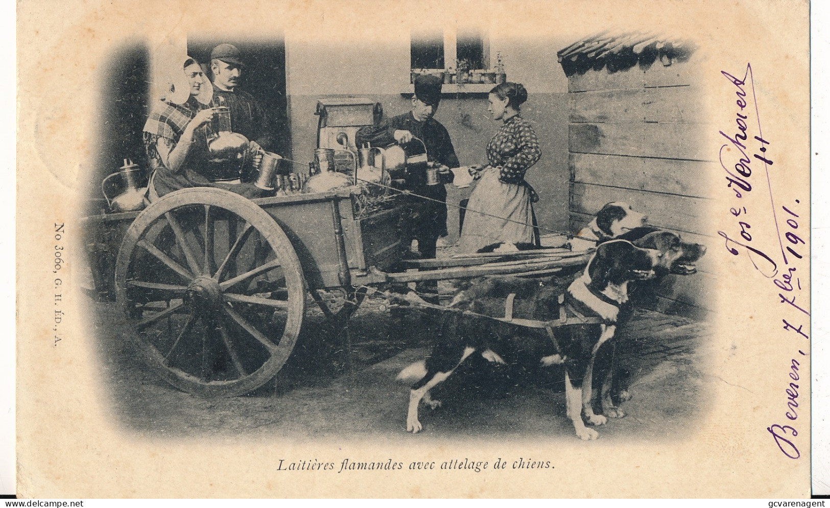 LAITIERES  FLAMANDES AVEC ATTELAGE DE CHIENS - Farmers