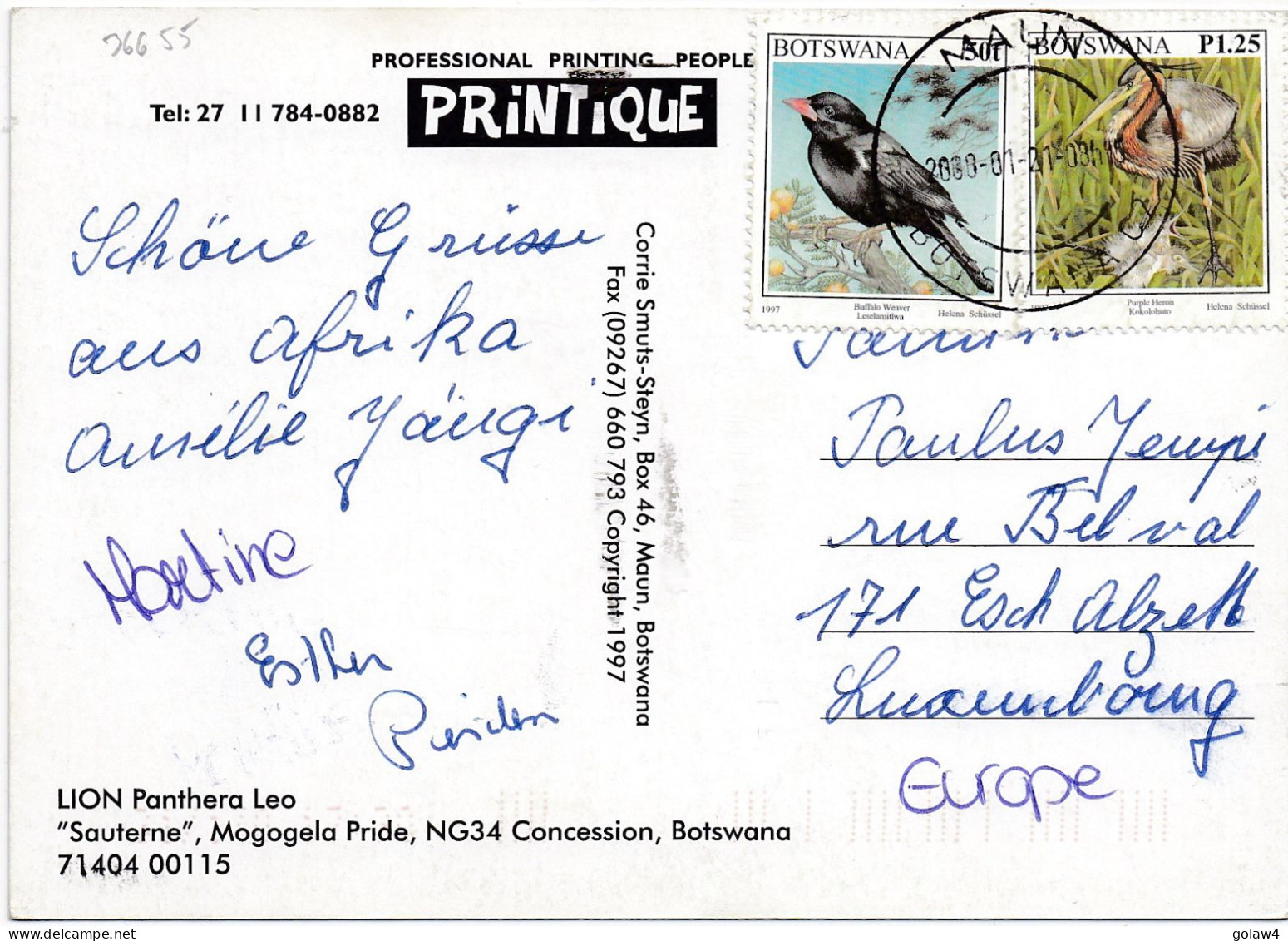 36655# CARTE POSTALE BOTSWANA Obl MAUN 2000 Pour ESCH SUR ALZETTE LUXEMBOURG - Botswana (1966-...)