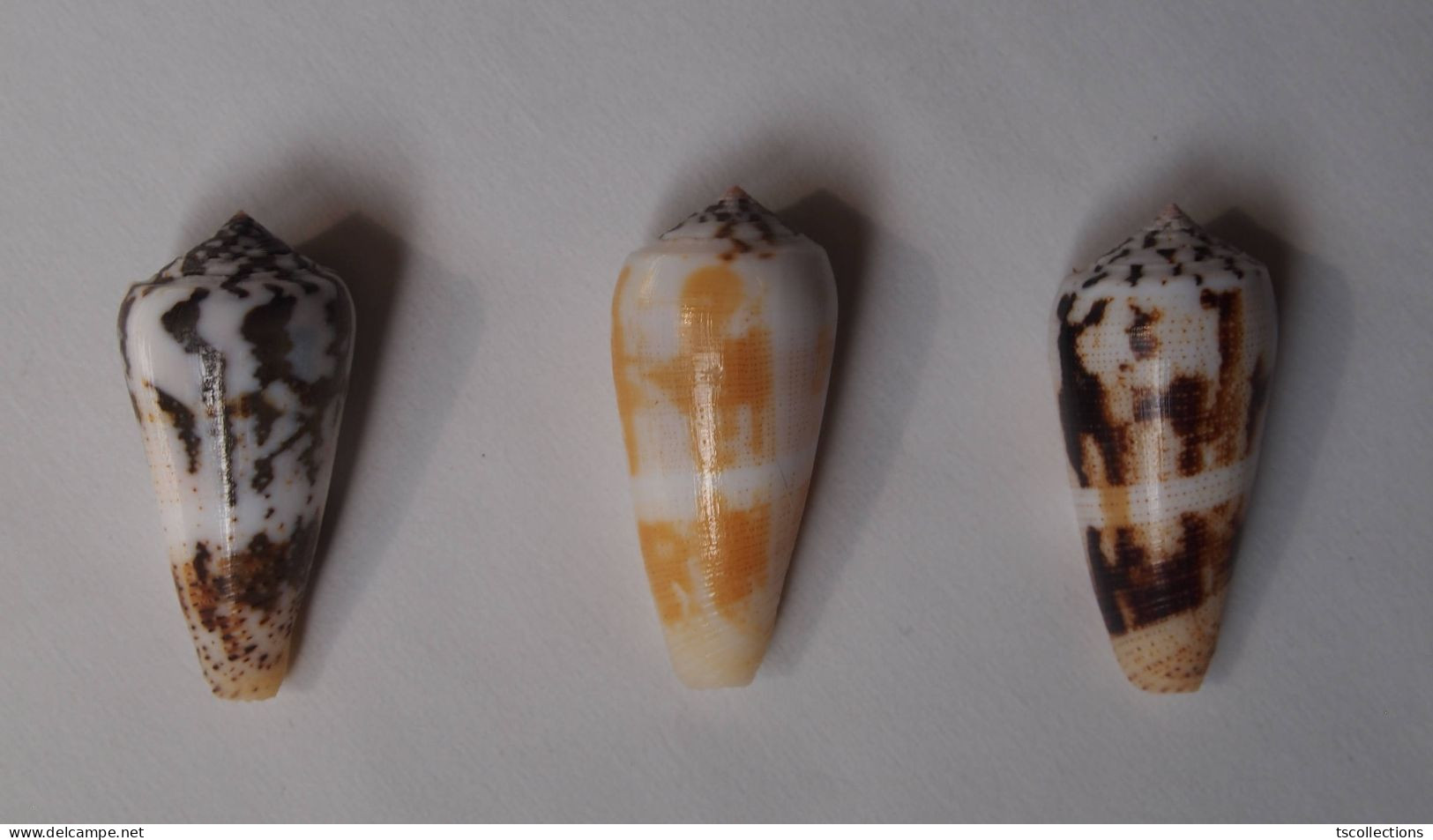 Conus Magus (trois) - Seashells & Snail-shells