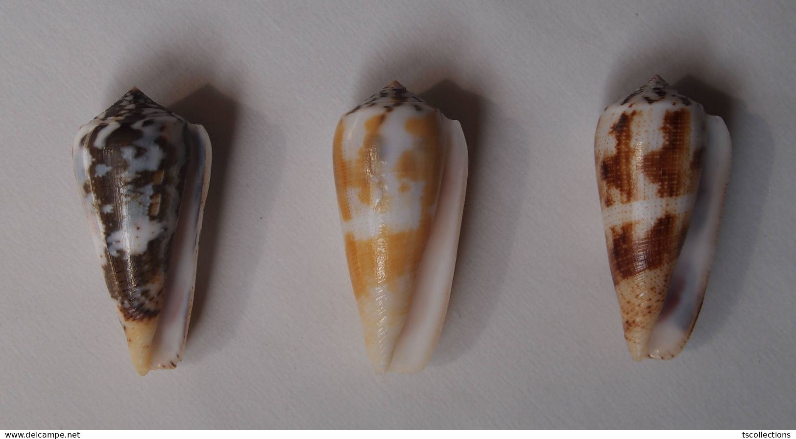 Conus Magus (trois) - Coquillages