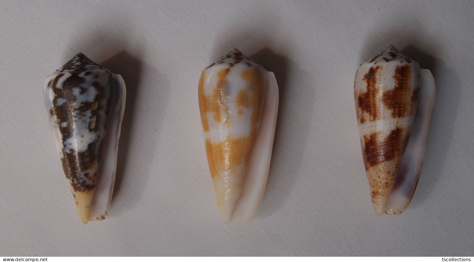 Conus Magus (trois) - Seashells & Snail-shells