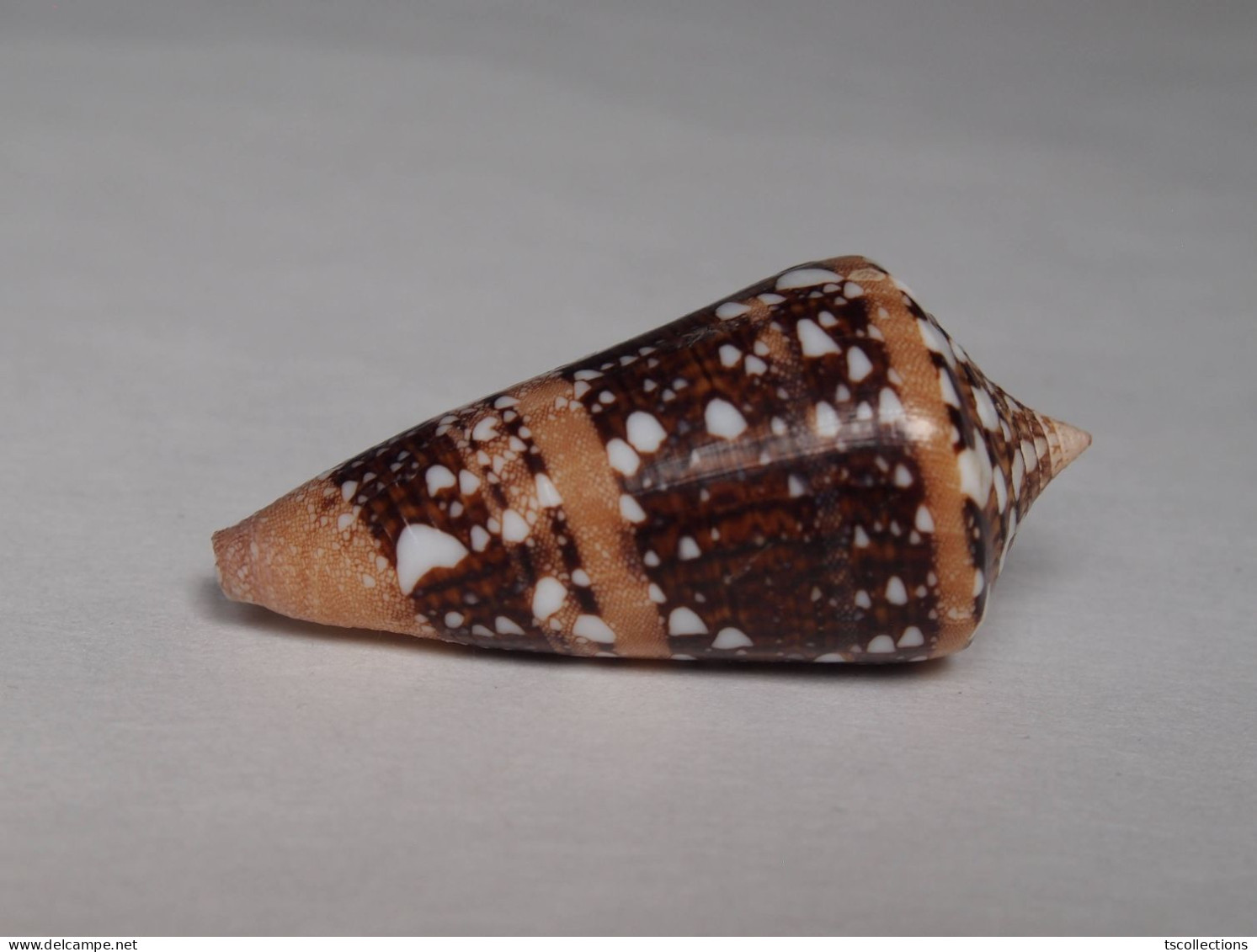 Conus Ammiralis - Seashells & Snail-shells