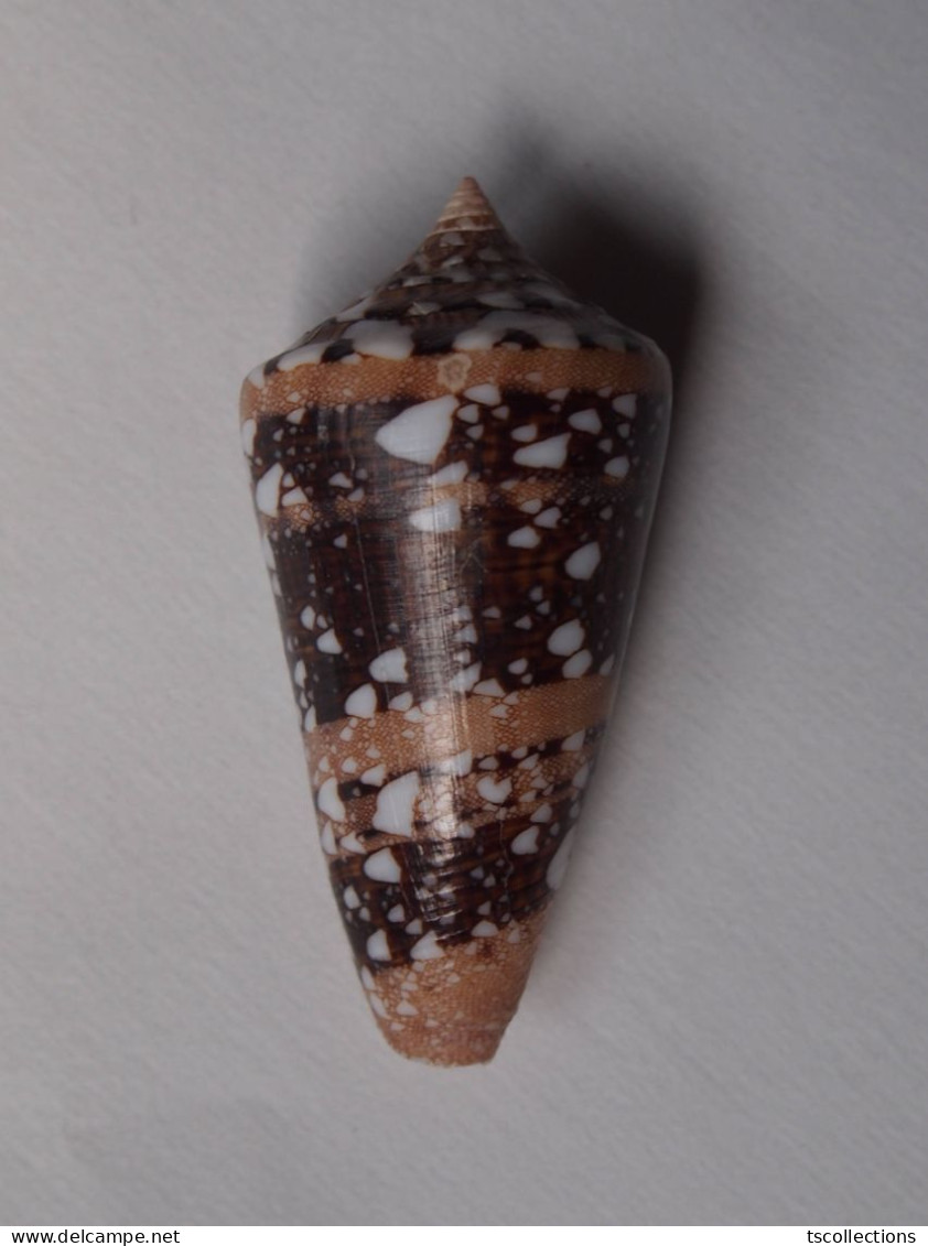 Conus Ammiralis - Conchas Y Caracoles