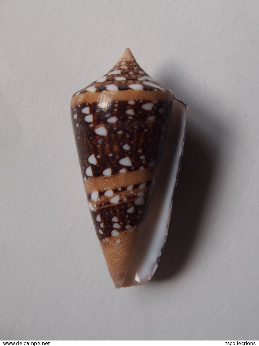 Conus Ammiralis - Schelpen