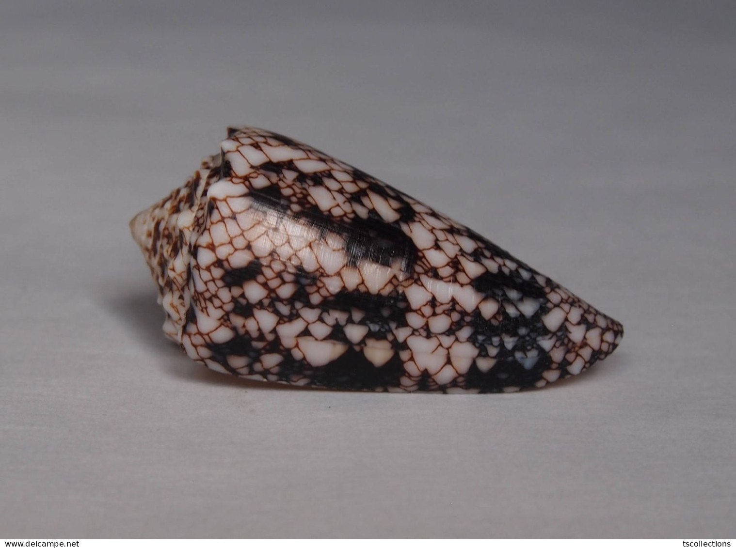 Conus Araneosus - Seashells & Snail-shells