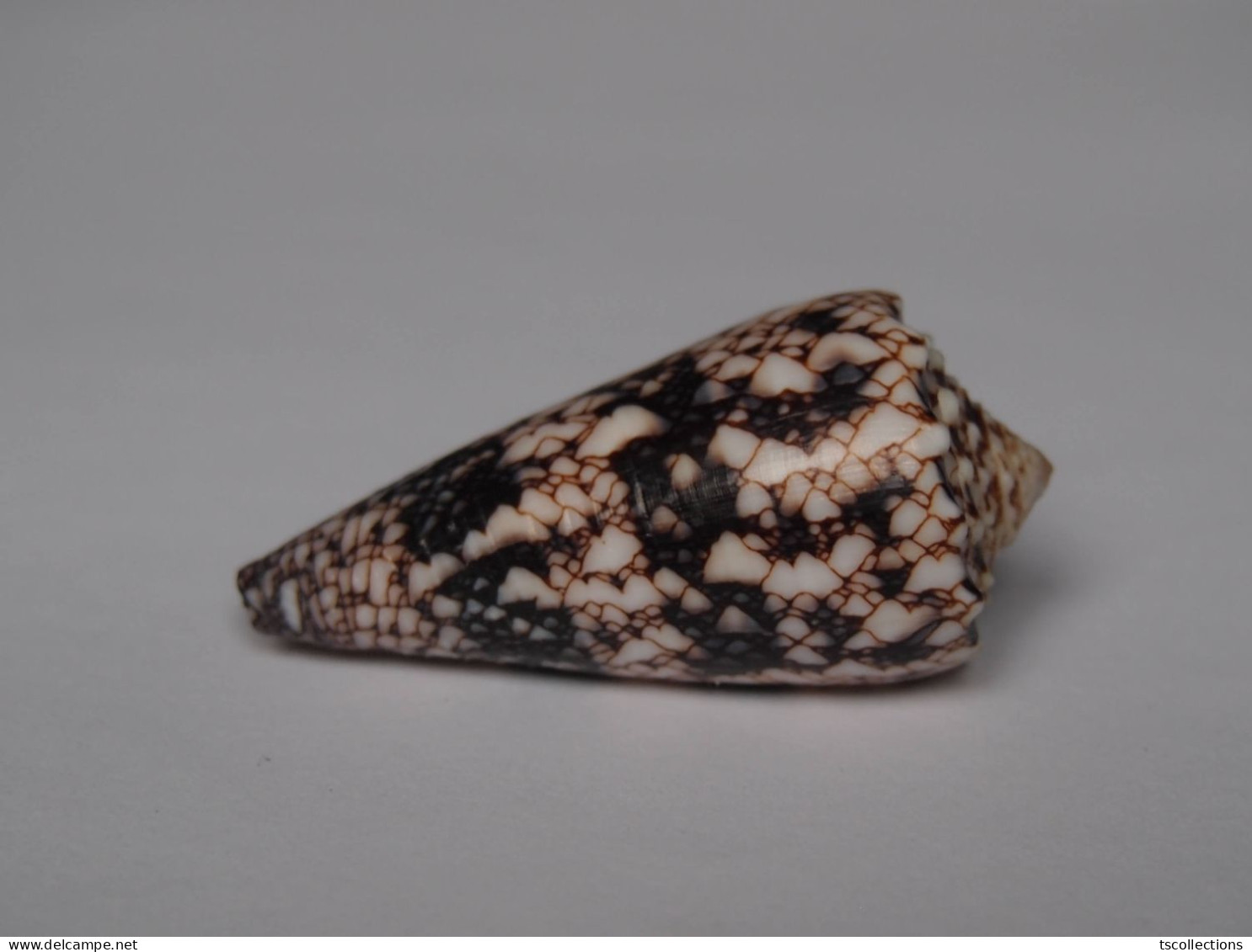 Conus Araneosus - Seashells & Snail-shells