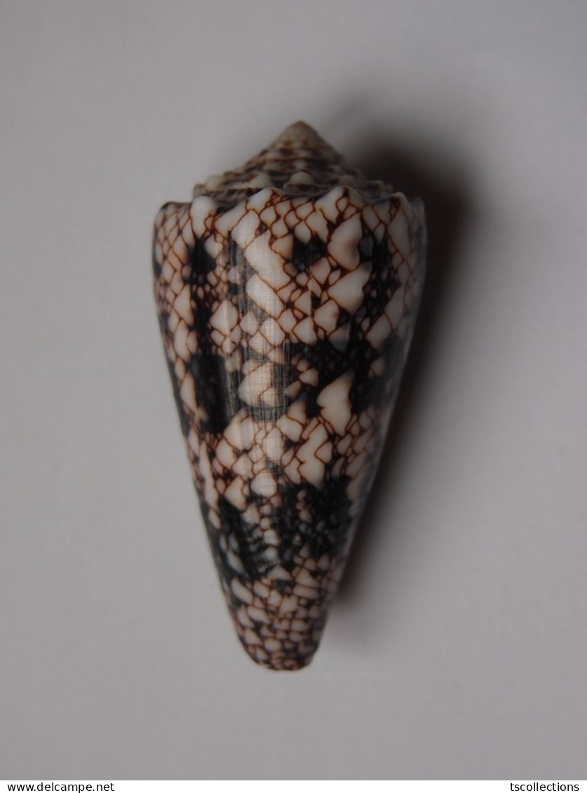 Conus Araneosus - Conchas Y Caracoles