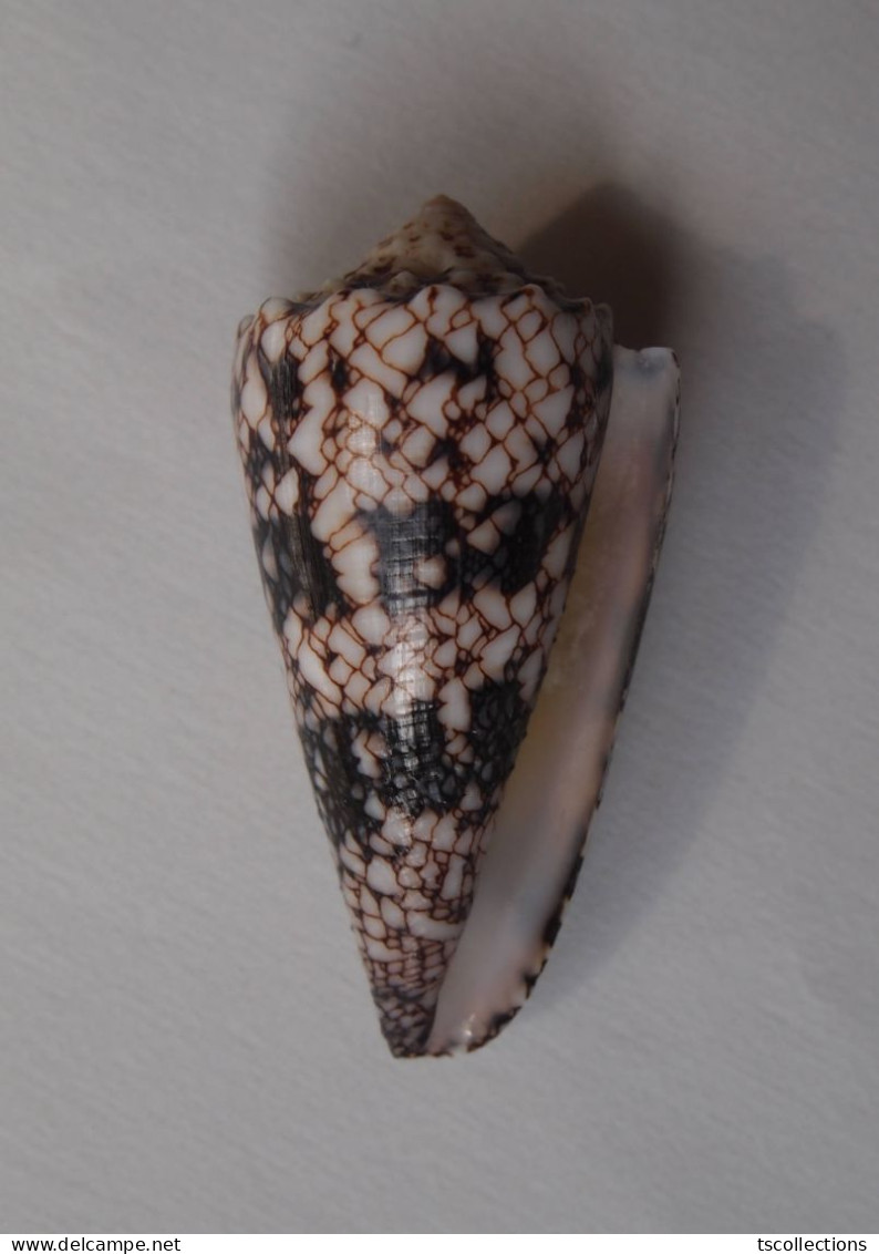 Conus Araneosus - Seashells & Snail-shells