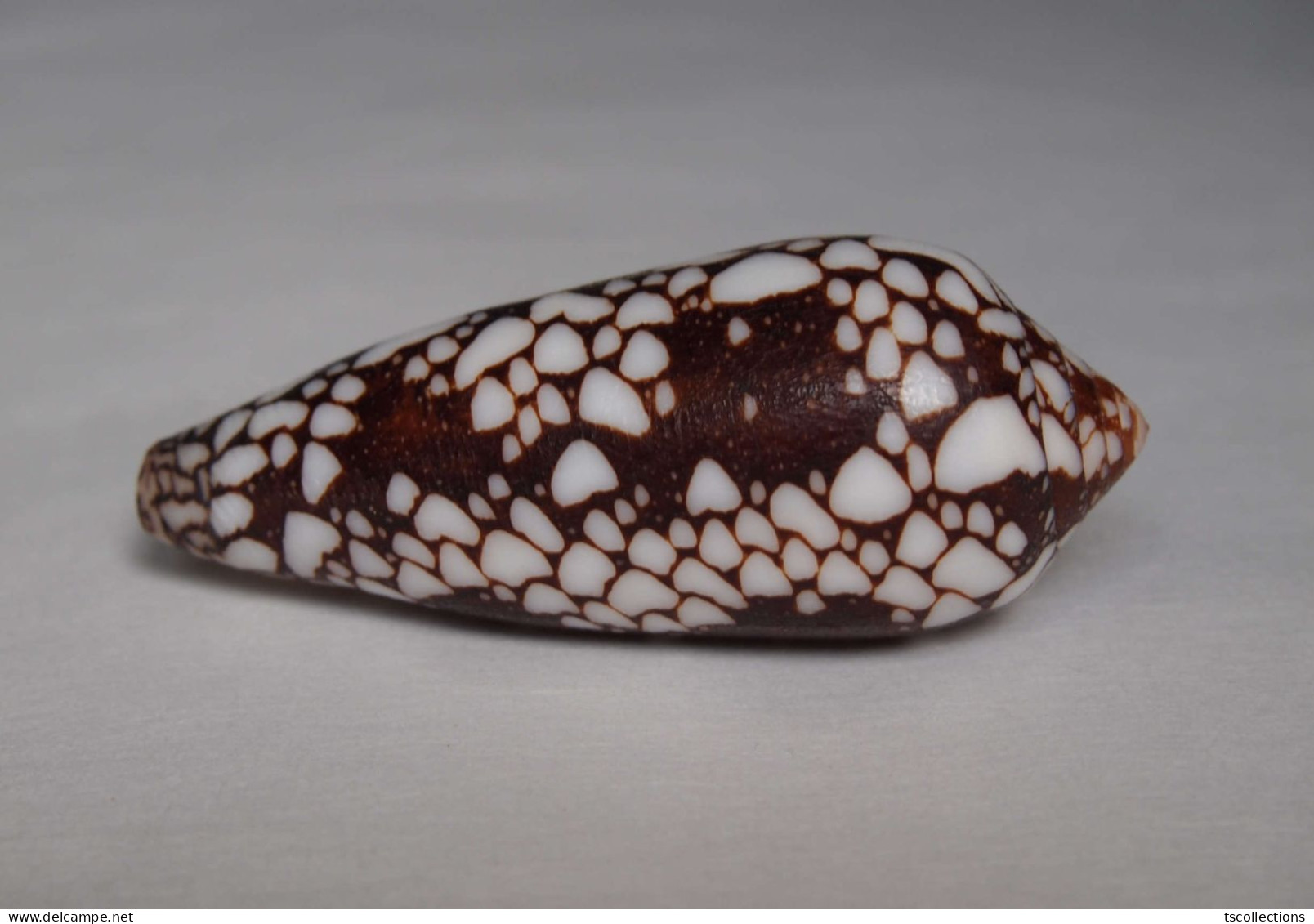 Conus Episcopatus - Conchiglie