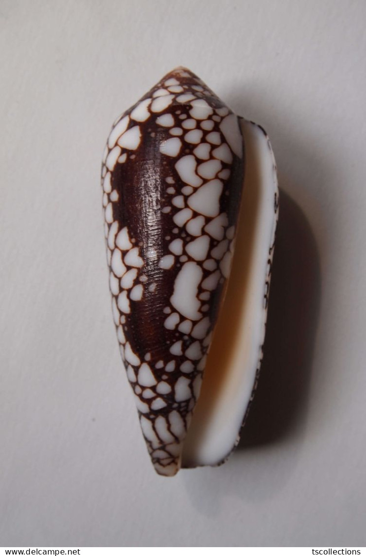 Conus Episcopatus - Seashells & Snail-shells