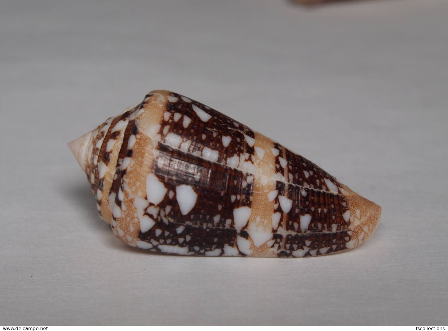 Conus Ammiralis - Muscheln & Schnecken