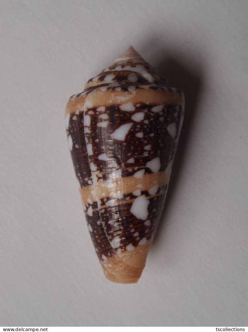 Conus Ammiralis - Schelpen