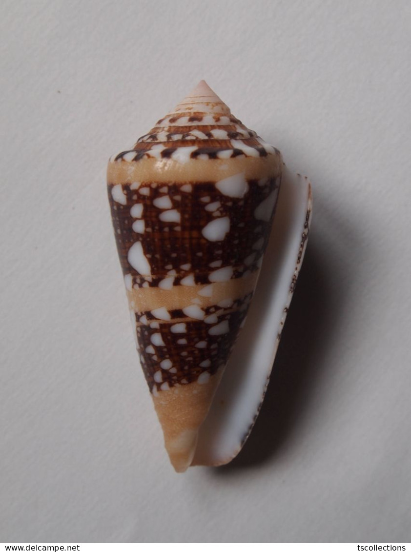 Conus Ammiralis - Muscheln & Schnecken