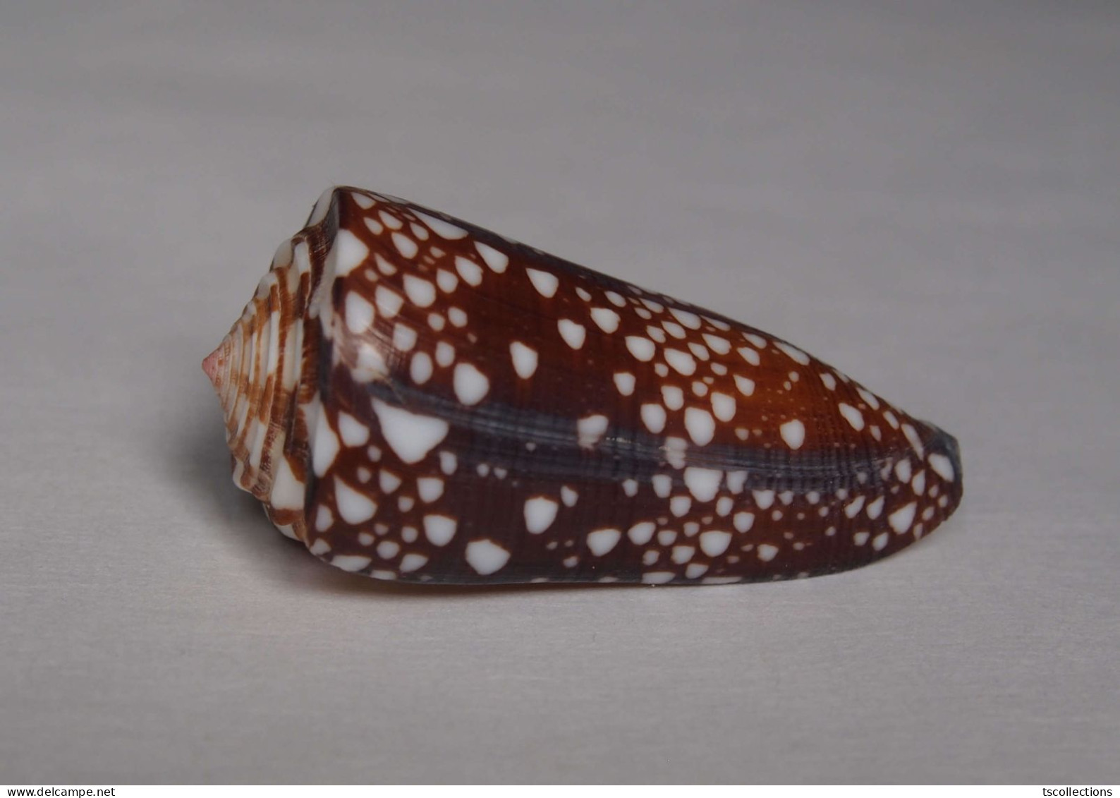 Conus Gisellelieae - Coquillages