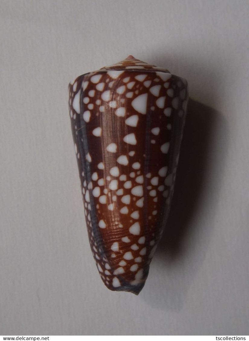 Conus Gisellelieae - Coquillages