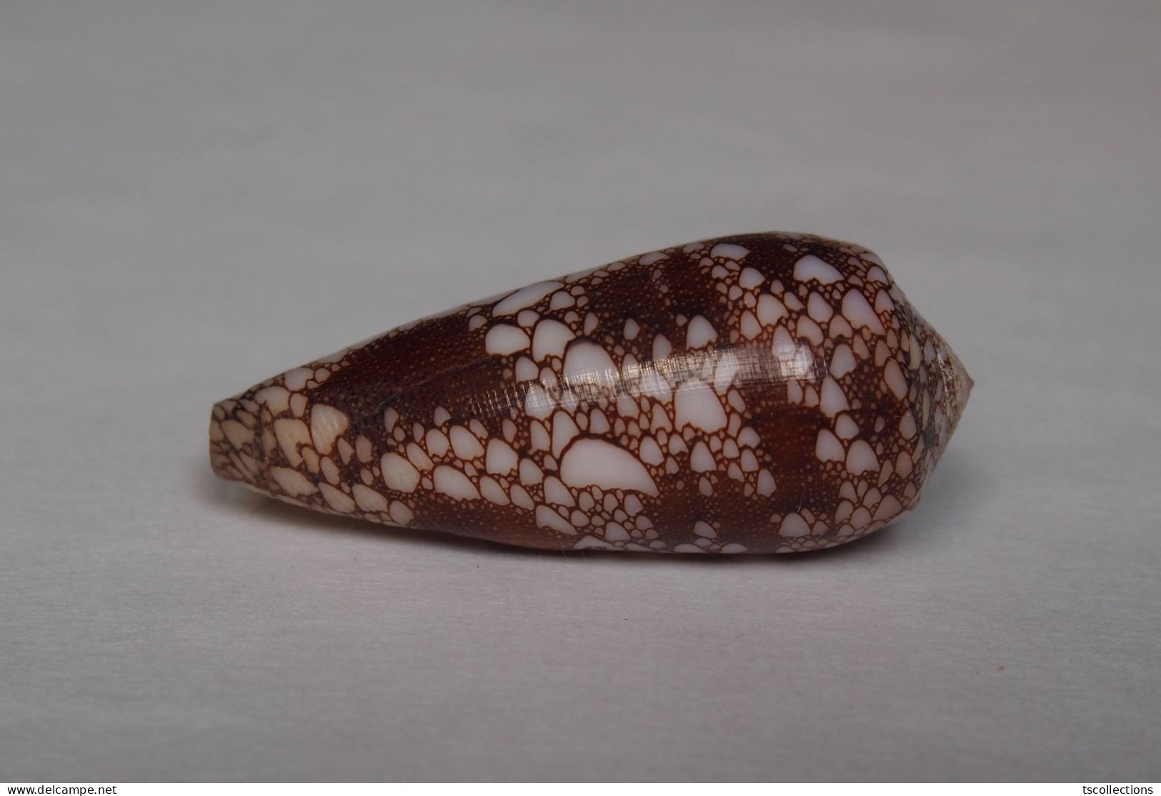 Conus Omaria - Schelpen