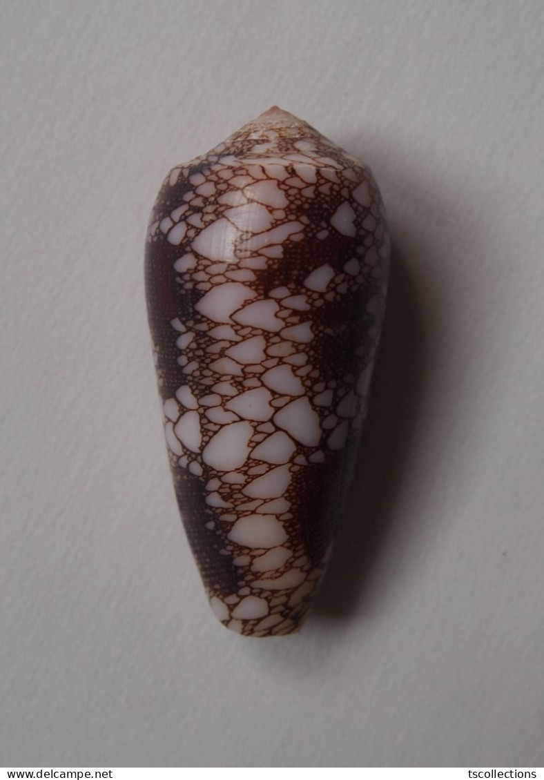 Conus Omaria - Coquillages