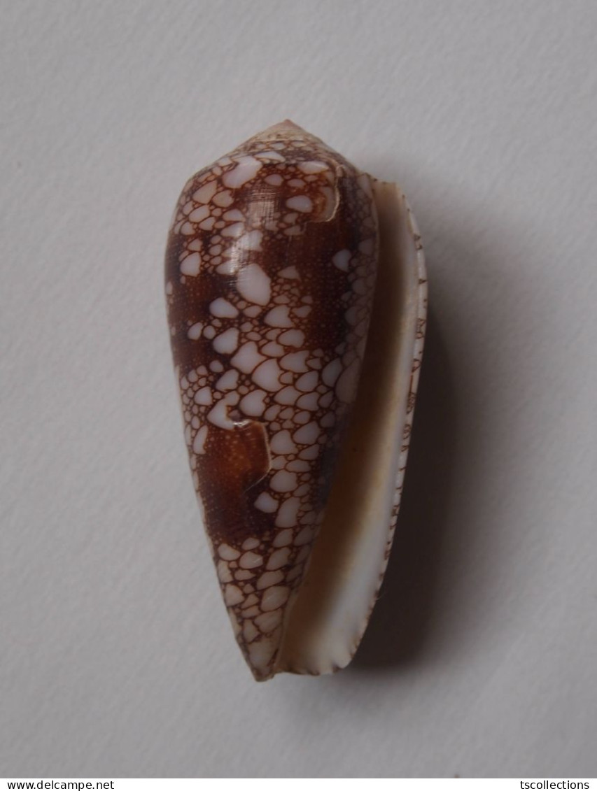 Conus Omaria - Seashells & Snail-shells