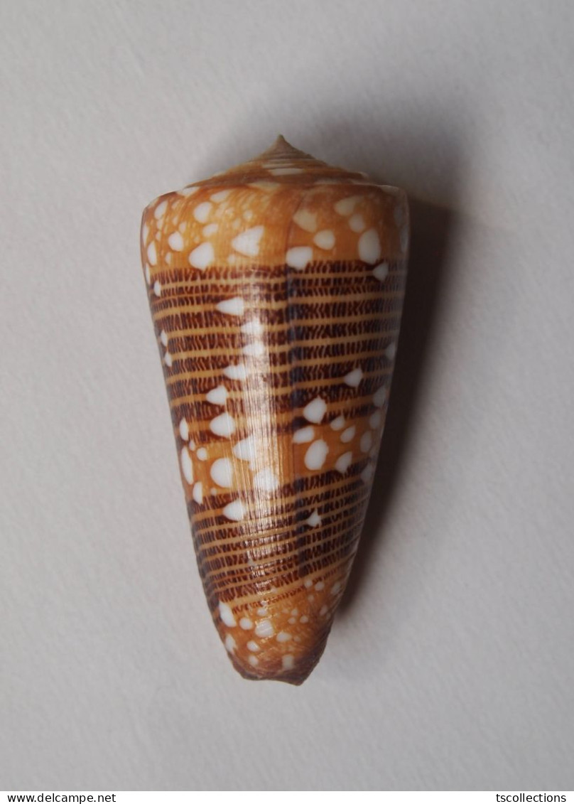 Conus Nobilis Victor - Coquillages