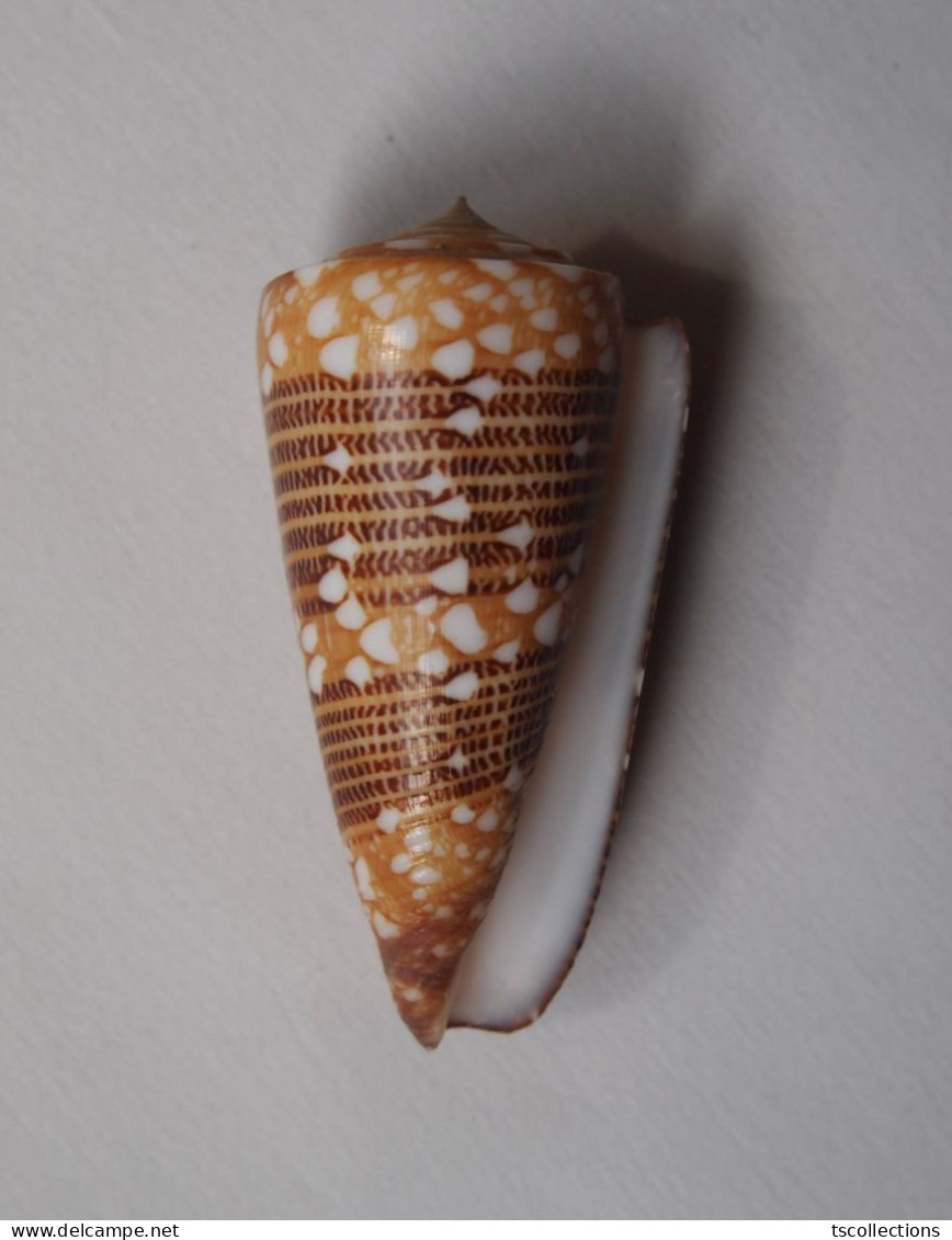 Conus Nobilis Victor - Schelpen