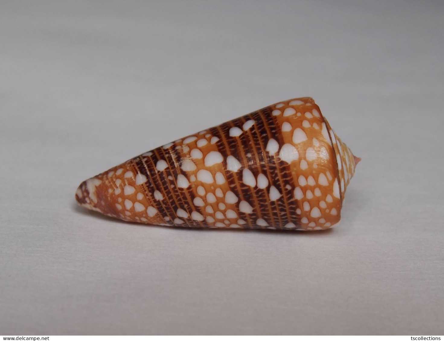 Conus Nobilis Victor - Muscheln & Schnecken