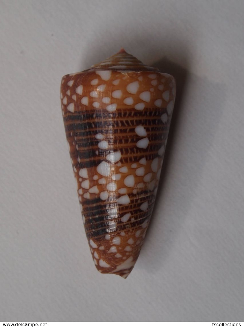 Conus Nobilis Victor - Coquillages