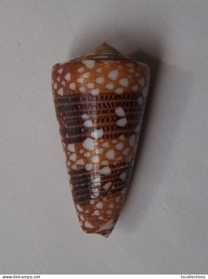 Conus Nobilis Victor - Seashells & Snail-shells