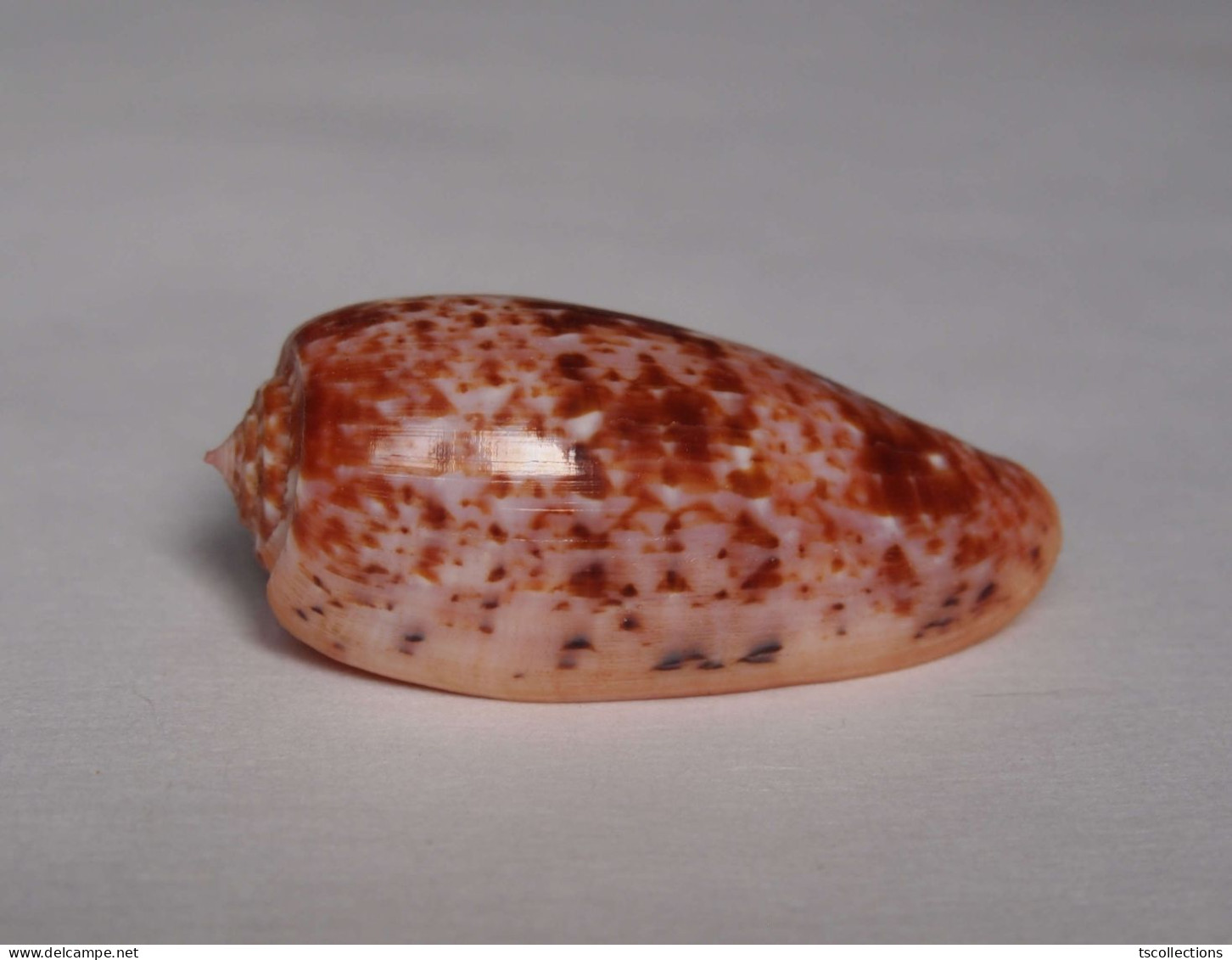 Conus Bullatus - Conchas Y Caracoles