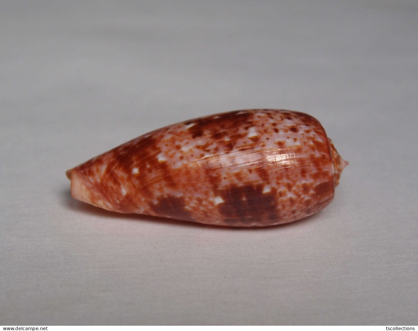 Conus Bullatus - Seashells & Snail-shells