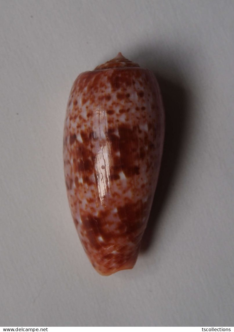 Conus Bullatus - Conchas Y Caracoles