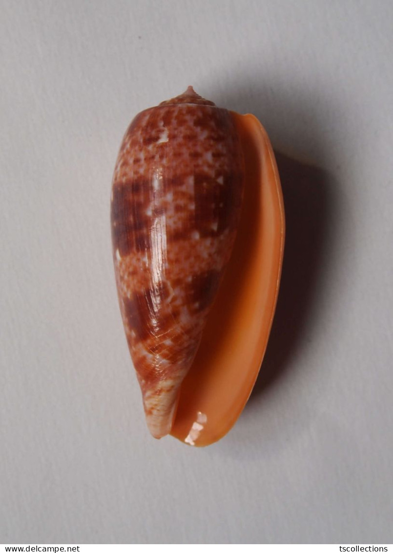 Conus Bullatus - Seashells & Snail-shells