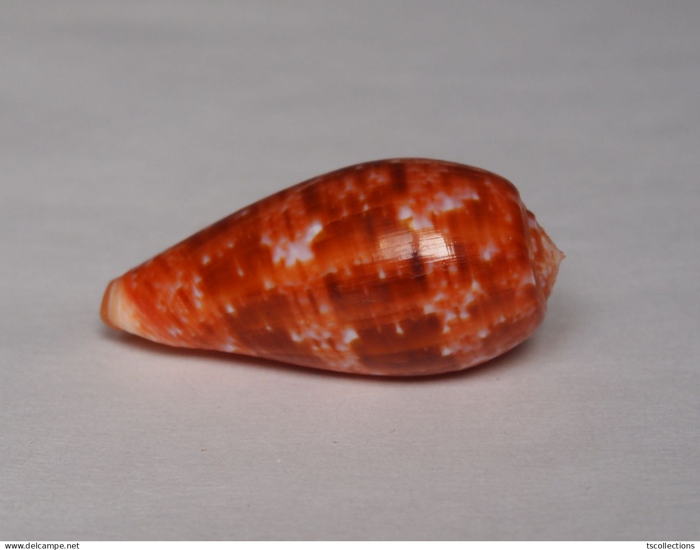 Conus Bullatus - Conchiglie