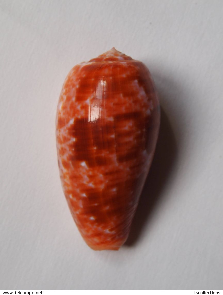 Conus Bullatus - Seashells & Snail-shells