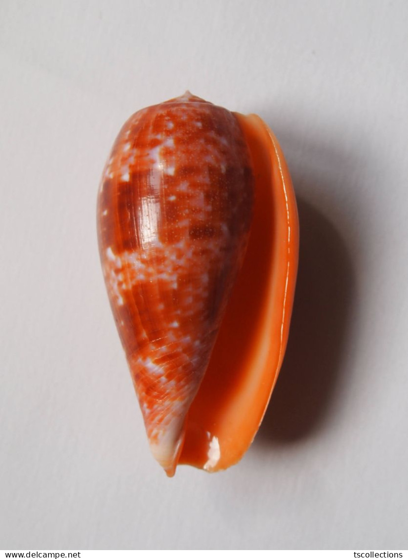 Conus Bullatus - Muscheln & Schnecken