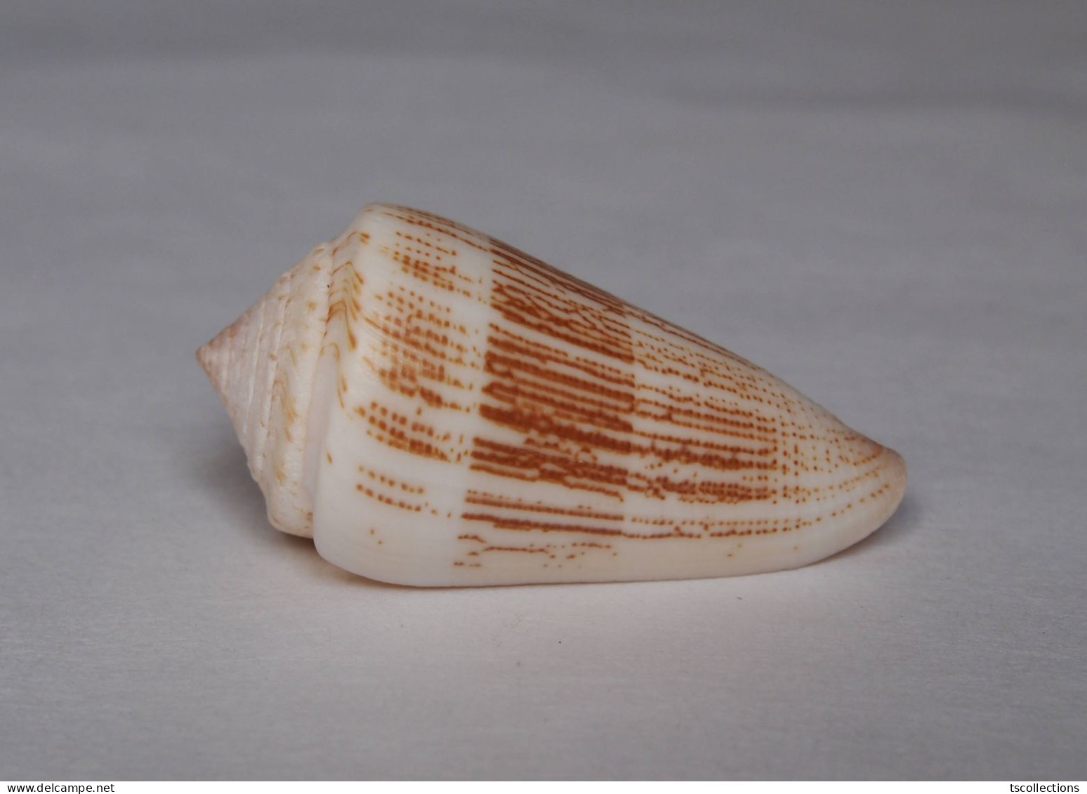 Conus Albicans - Coquillages