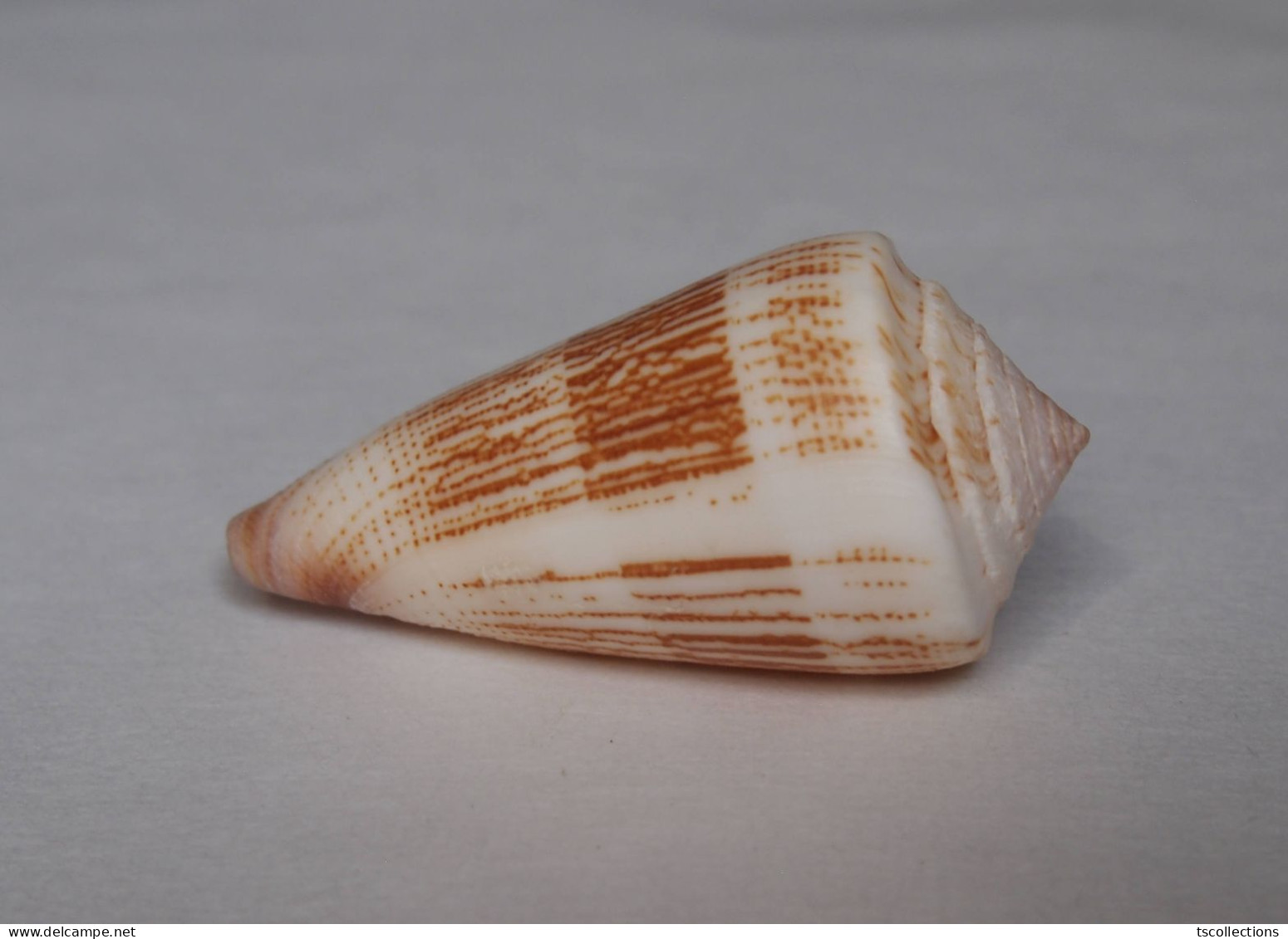 Conus Albicans - Seashells & Snail-shells