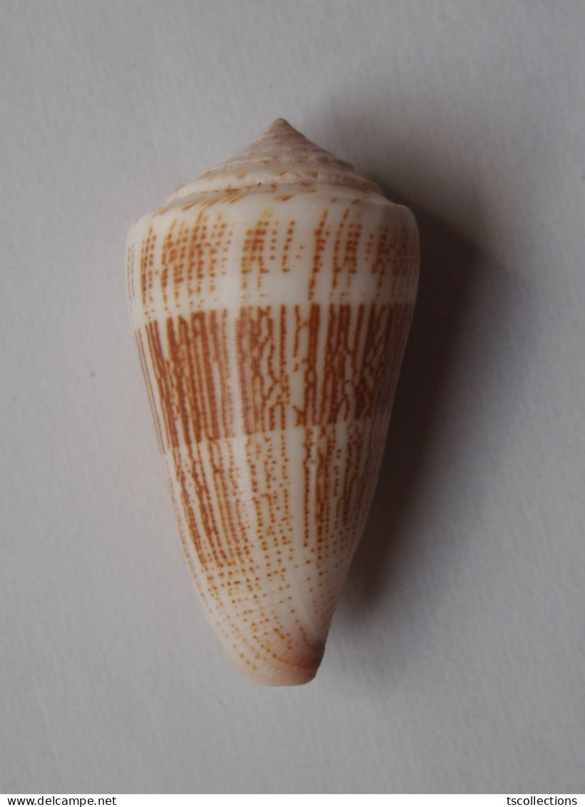 Conus Albicans - Seashells & Snail-shells