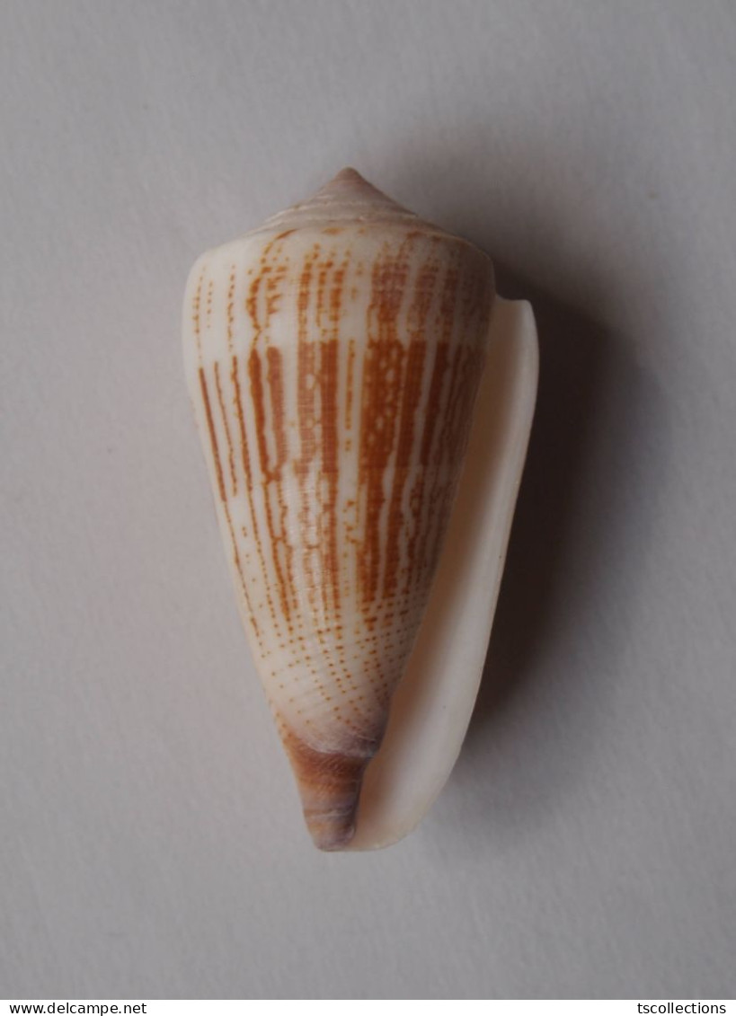 Conus Albicans - Coquillages