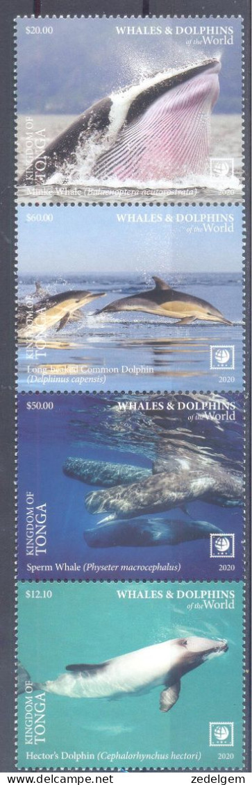 TONGA    (FAU307) XC - Dauphins