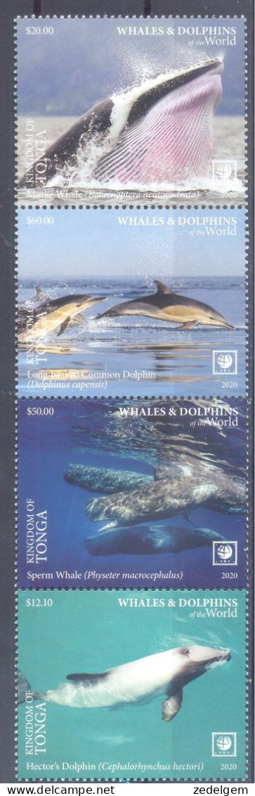 TONGA    (FAU307) XC - Delfines