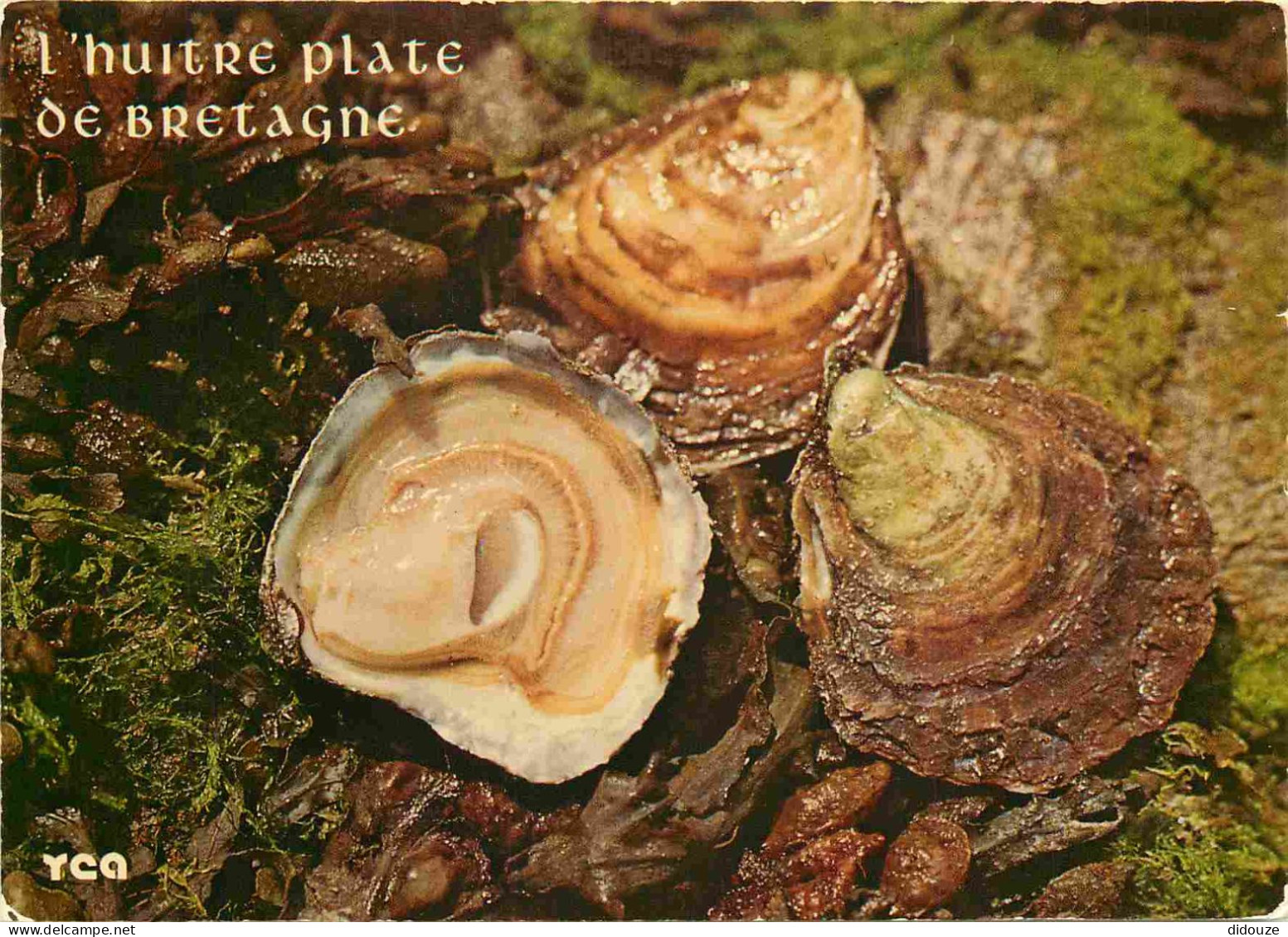 Recettes De Cuisine - Huitre Plate De Bretagne - Gastronomie - CPM - Voir Scans Recto-Verso - Recettes (cuisine)