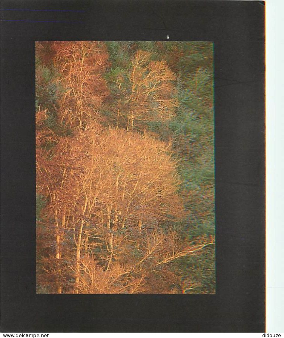 Forêt - Arbres - CPM - Voir Scans Recto-Verso - Bomen