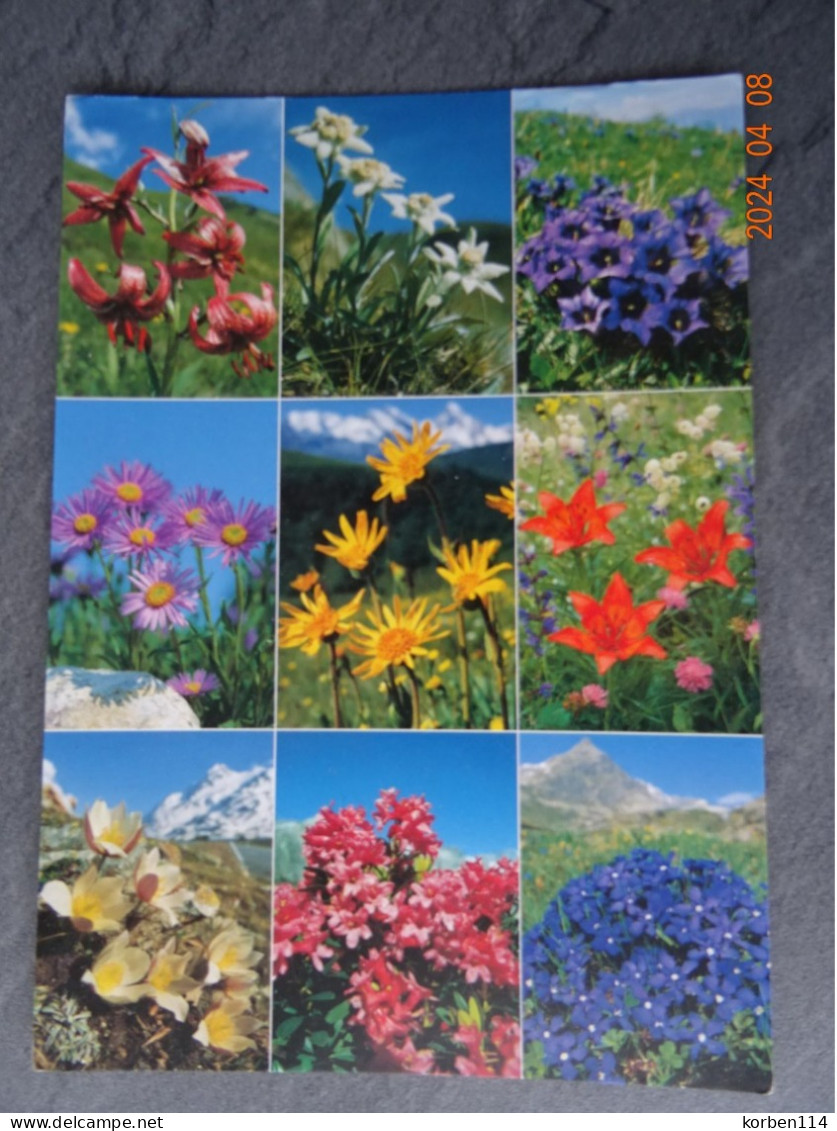 ALPENBLUMEN - Flowers