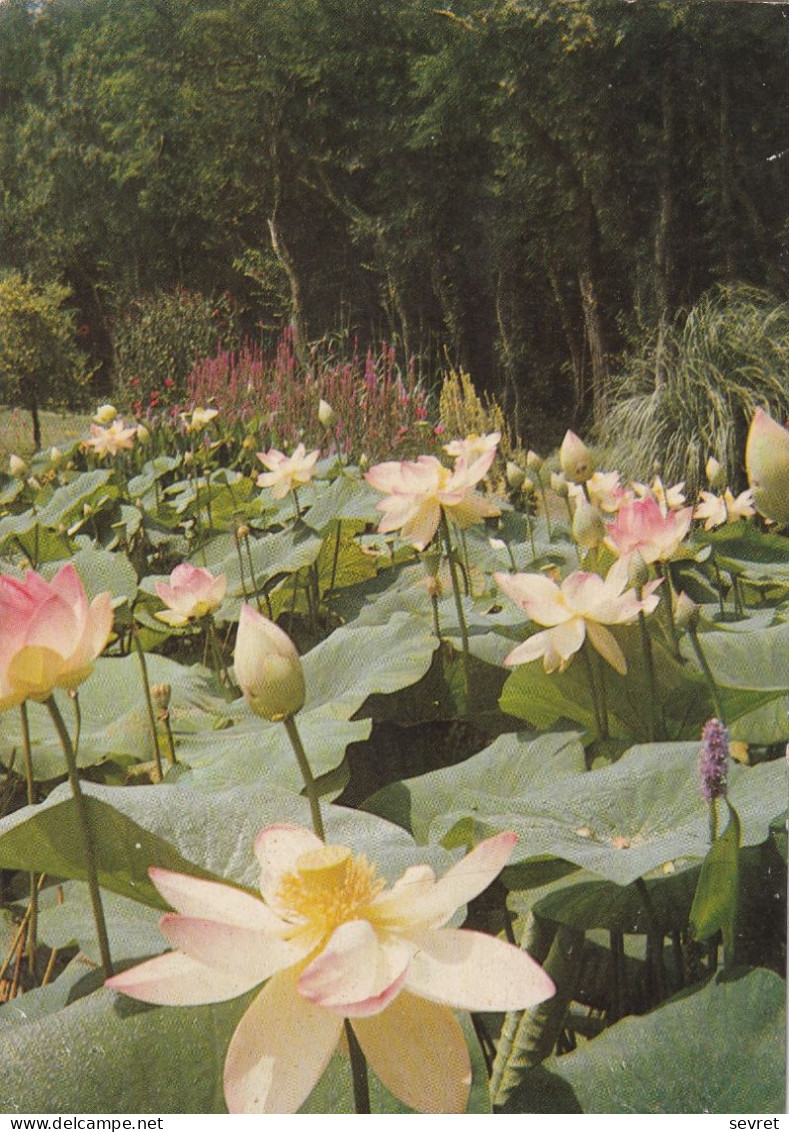 Fleurs De Lotus - Flowers