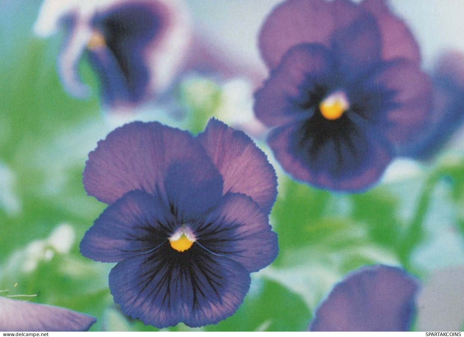 FLOWERS Vintage Postcard CPSM #PBZ897.GB - Flowers